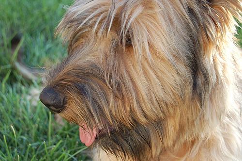 Briard — 2