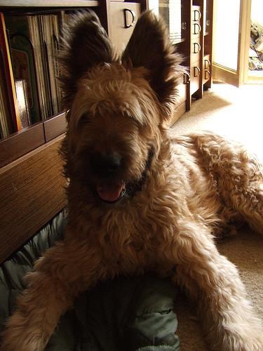 Briard — 3