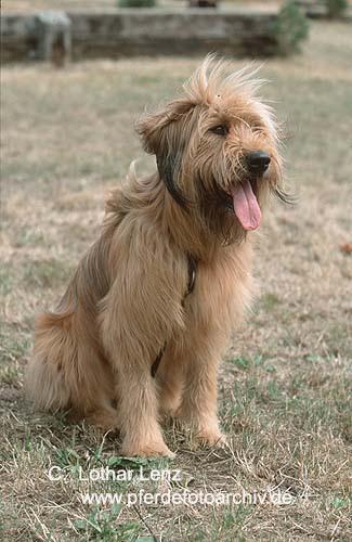Briard — 4