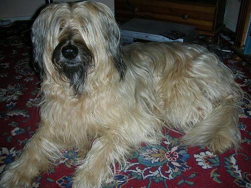 Briard — 5
