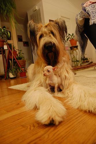 Briard — 6