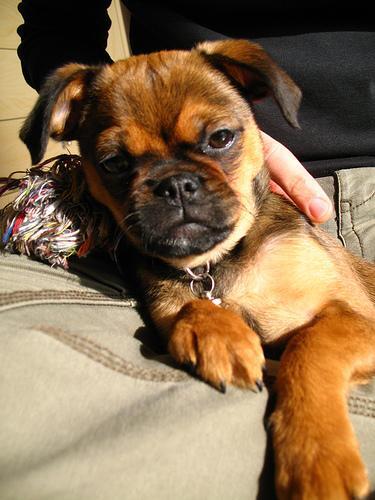 Brussels Griffon — 1
