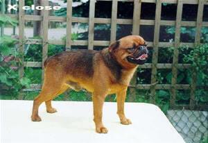 Brussels Griffon — 2