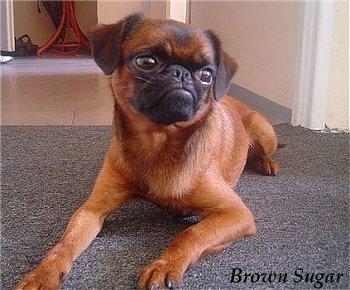 Brussels Griffon — 3