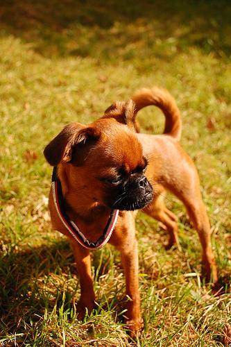 Brussels Griffon — 4