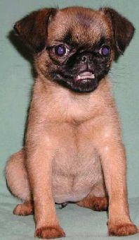 Brussels Griffon — 5
