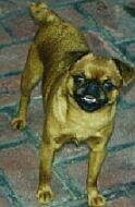 Brussels Griffon — 6