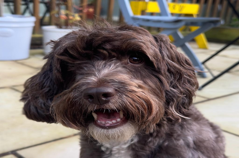 Brussels Griffon
