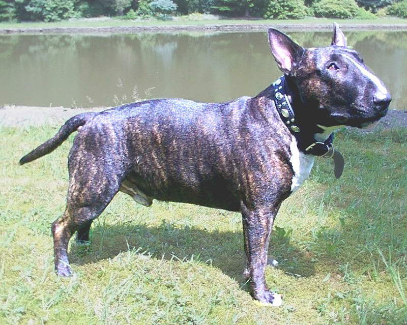 Bull Terrier — 1