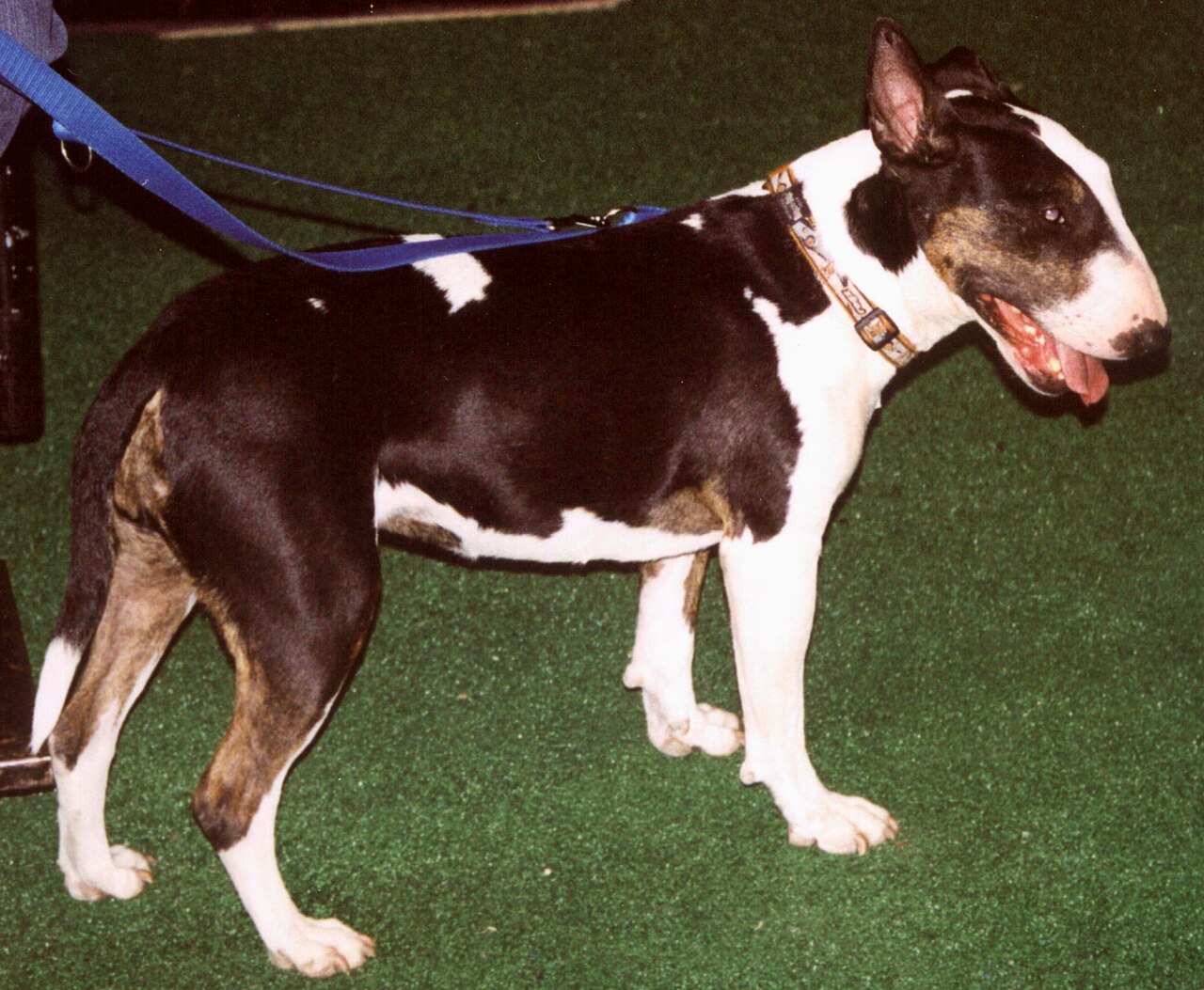 Bull Terrier — 2