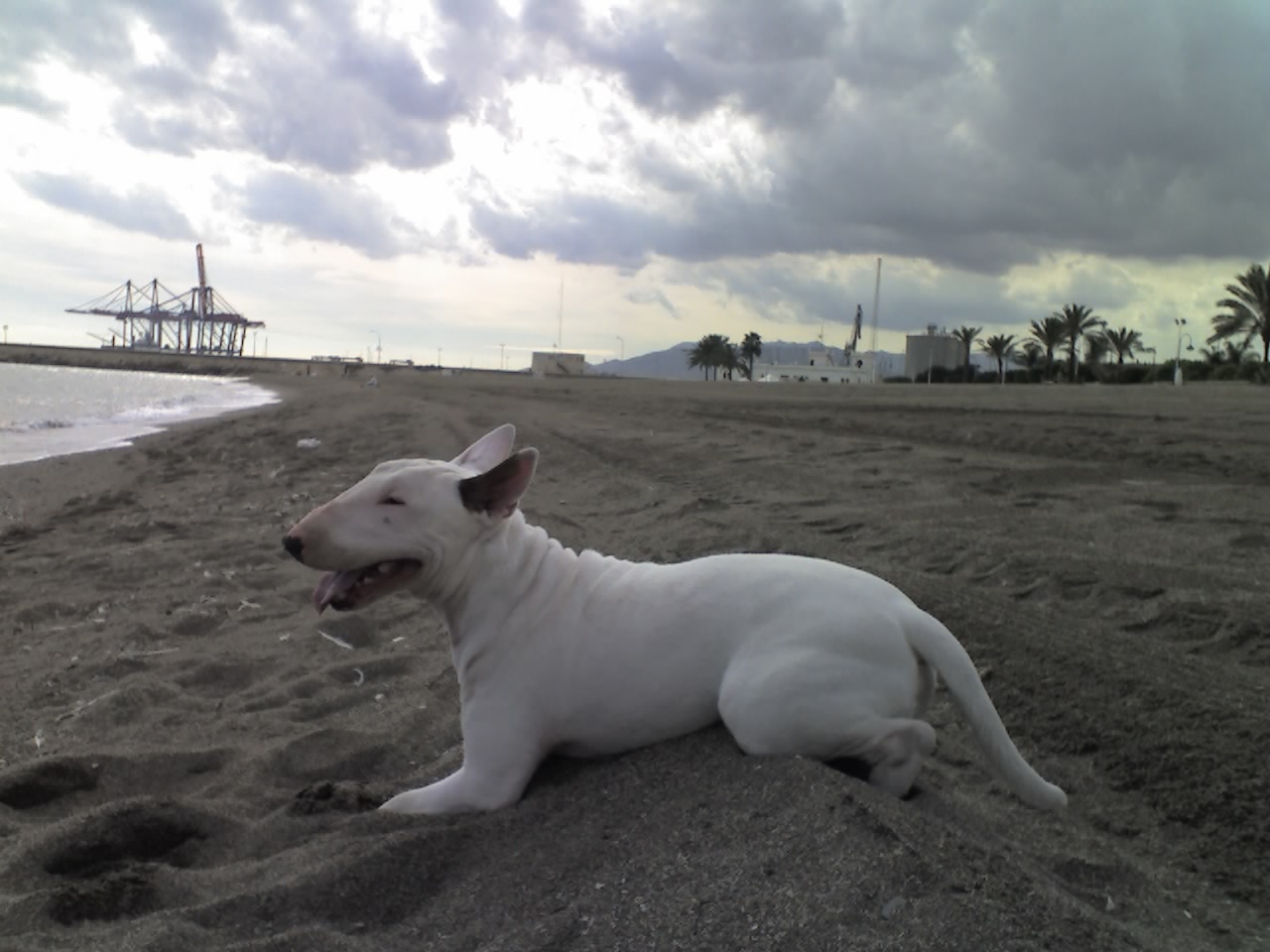 Bull Terrier — 3