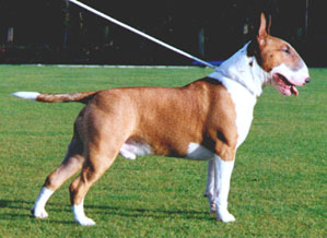 Bull Terrier — 4