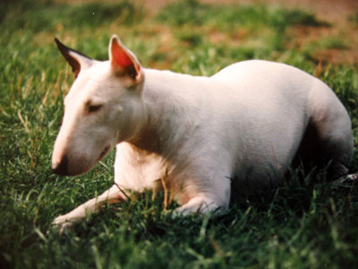 Bull Terrier — 5