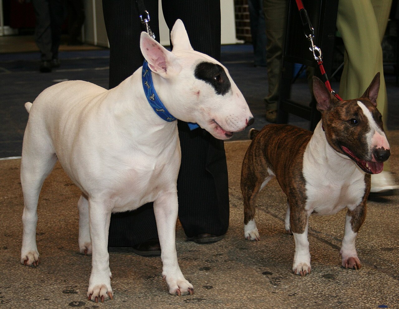 Bull Terrier — 6