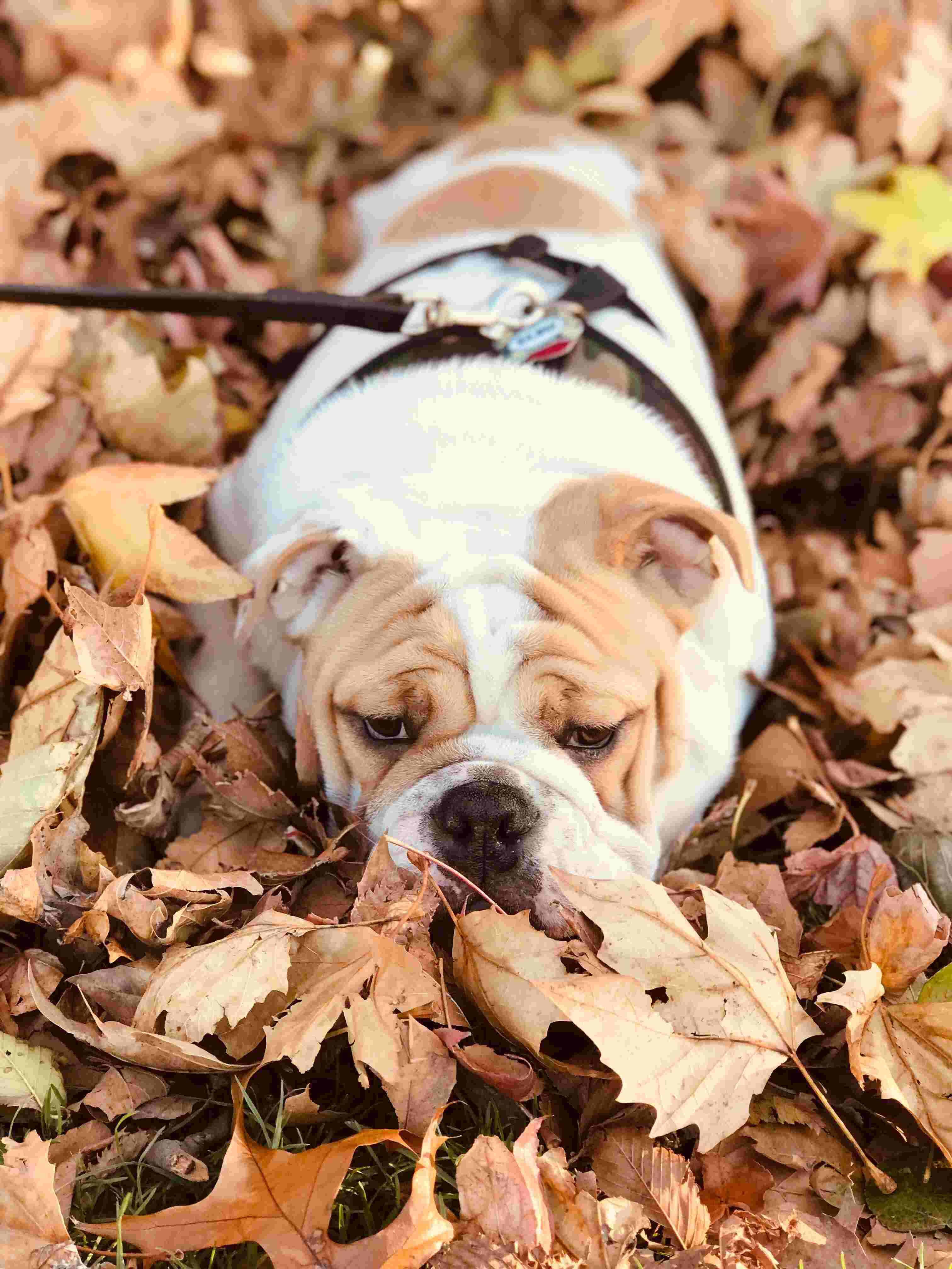 Bulldog — 1