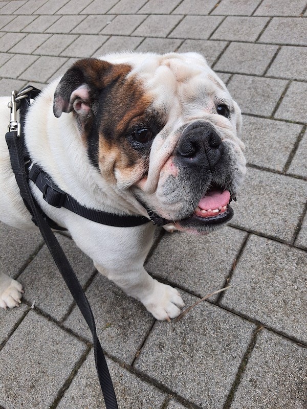 Bulldog — 2