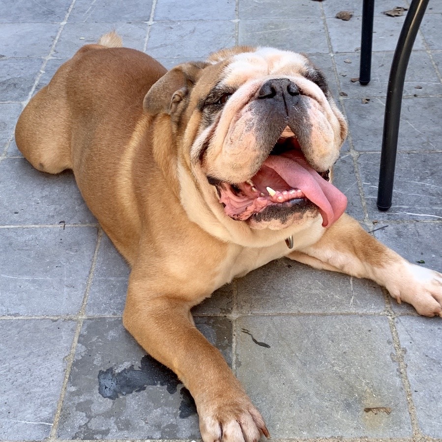 Bulldog — 3