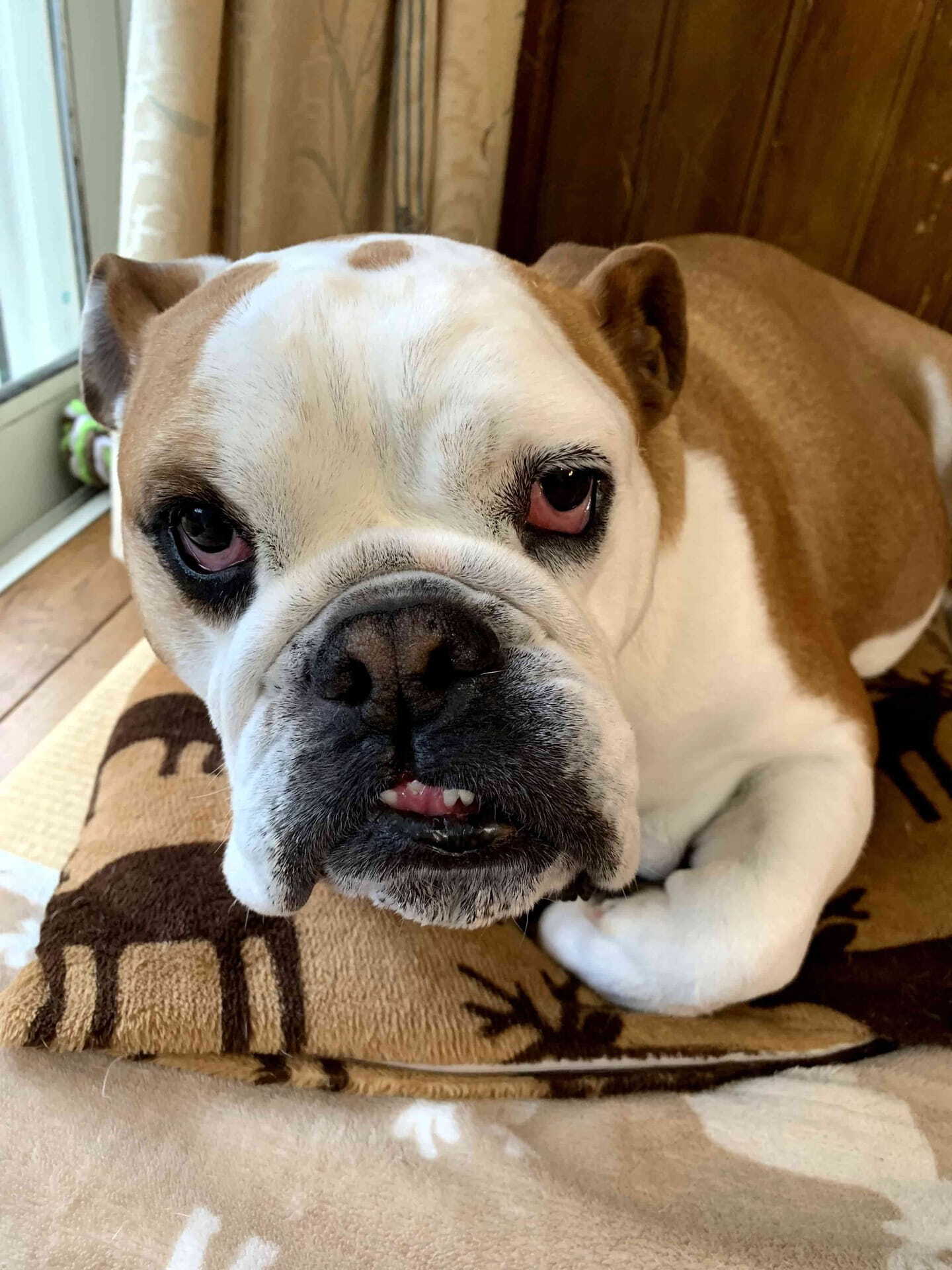 Bulldog — 4