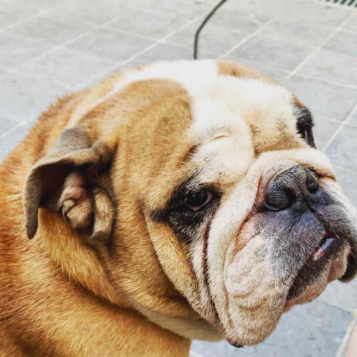 Bulldog — 5