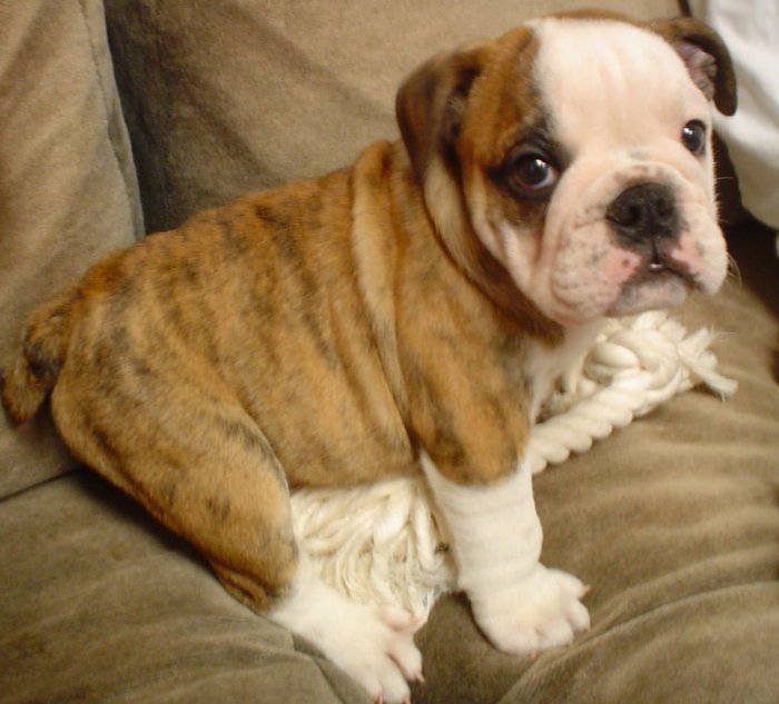 Bulldog — 6