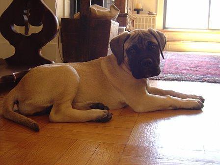 Bullmastiff — 1