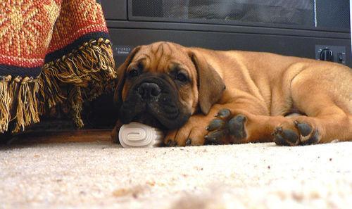 Bullmastiff — 2