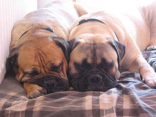 Bullmastiff — 3