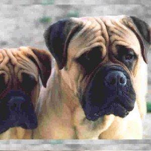Bullmastiff — 4