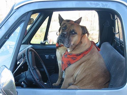 Bullmastiff — 5