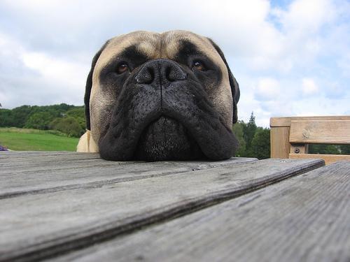 Bullmastiff — 6