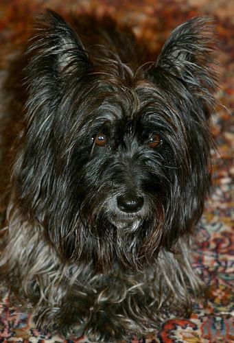 Cairn Terrier — 1