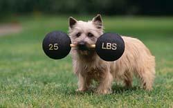 Cairn Terrier — 2