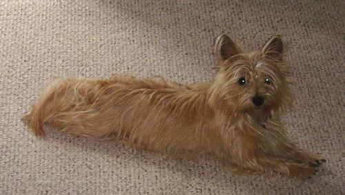 Cairn Terrier — 3
