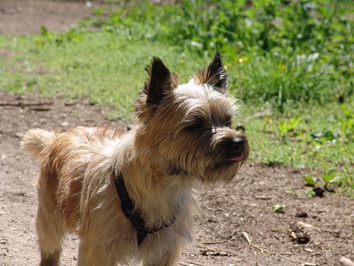 Cairn Terrier — 4