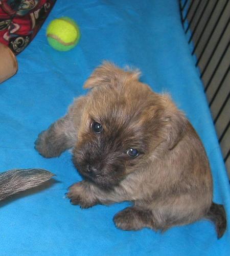 Cairn Terrier — 5