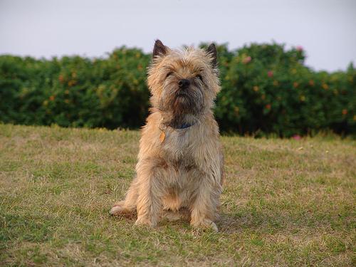 Cairn Terrier — 6