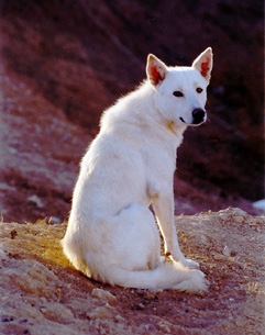 Canaan Dog — 1