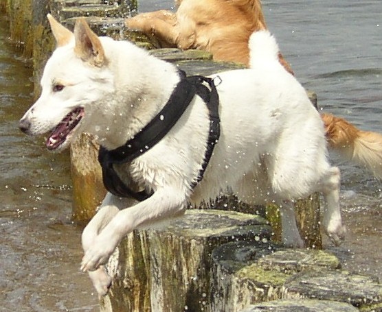 Canaan Dog — 2