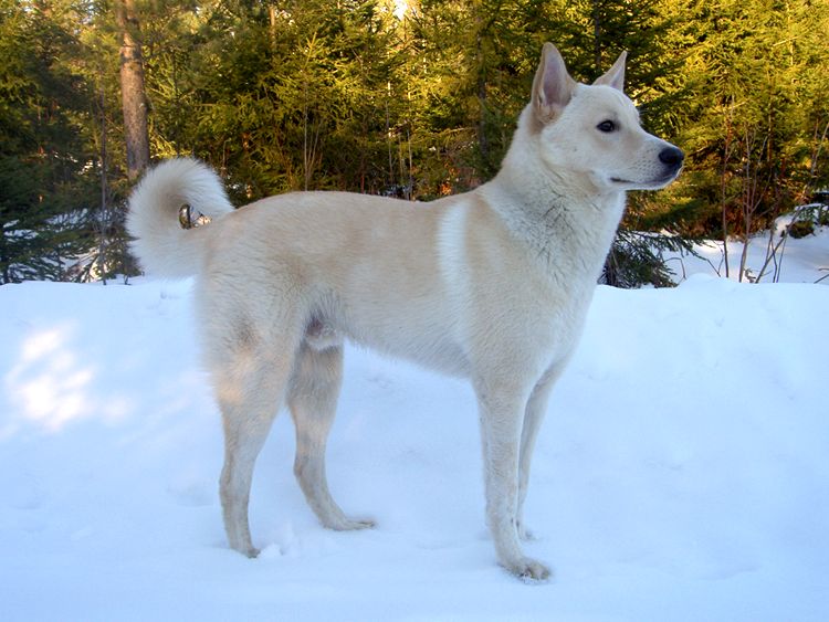 Canaan Dog — 3
