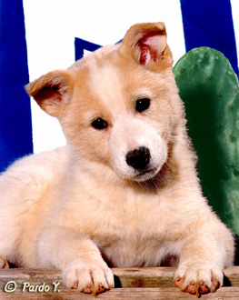 Canaan Dog — 4