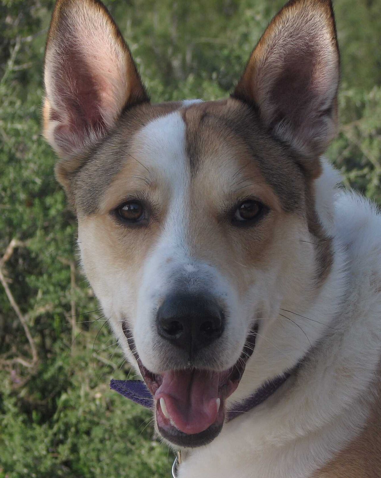 Canaan Dog — 6