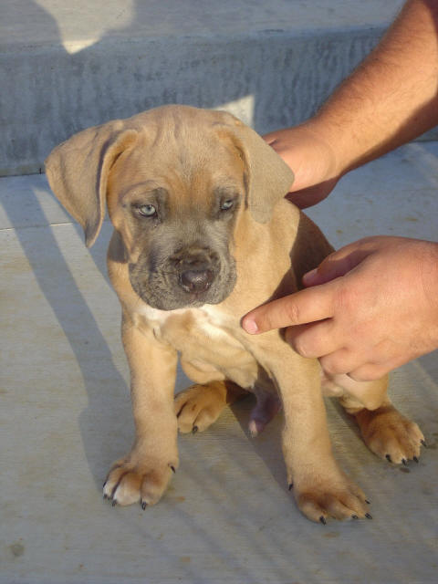 Cane Corso — 1