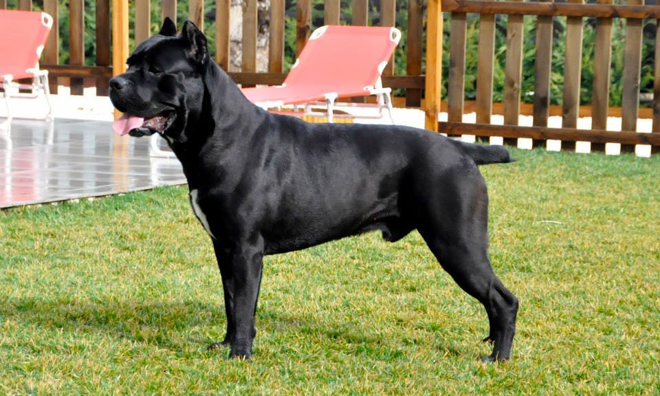 Cane Corso — 6