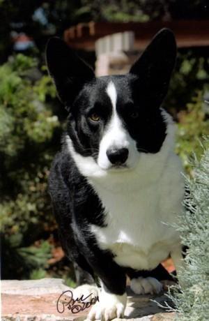 Cardigan Welsh Corgi — 1