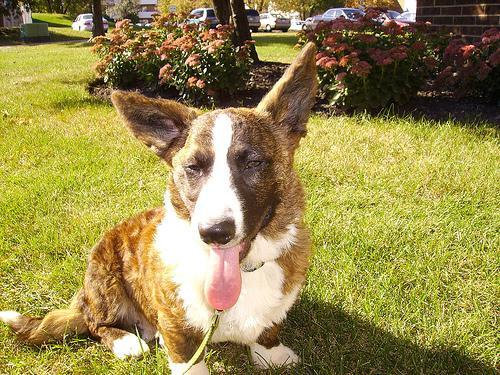 Cardigan Welsh Corgi — 2