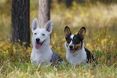 Cardigan Welsh Corgi — 3