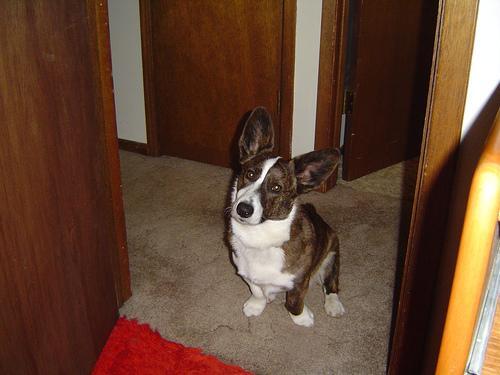 Cardigan Welsh Corgi — 4