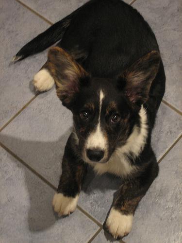 Cardigan Welsh Corgi — 5