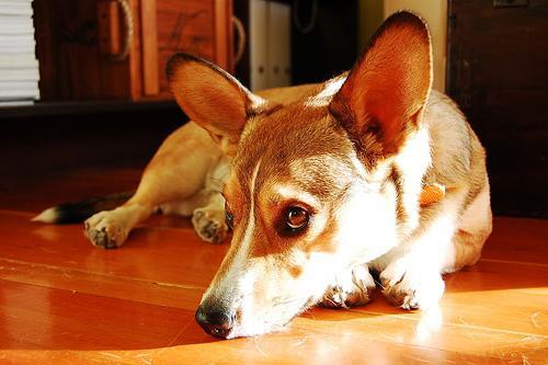 Cardigan Welsh Corgi — 6