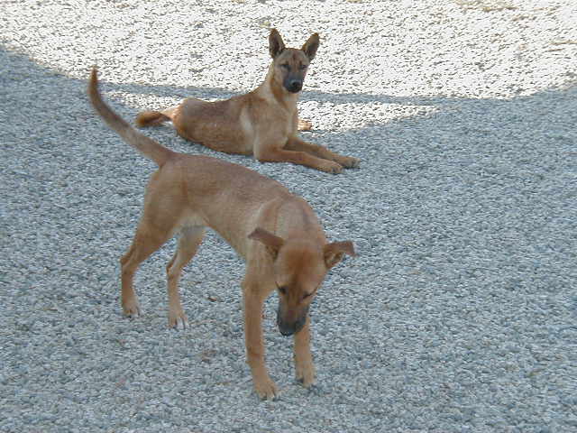 Carolina Dog — 1